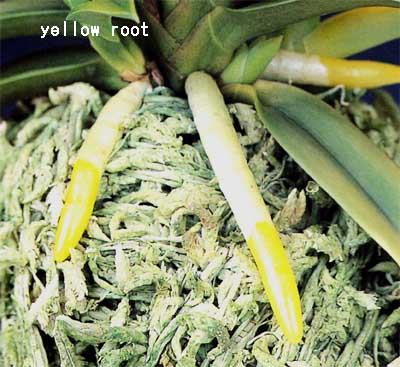 yellow root